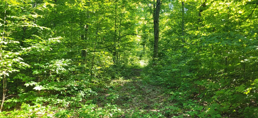 Bocook Road Mancelona Township, MI 49659
