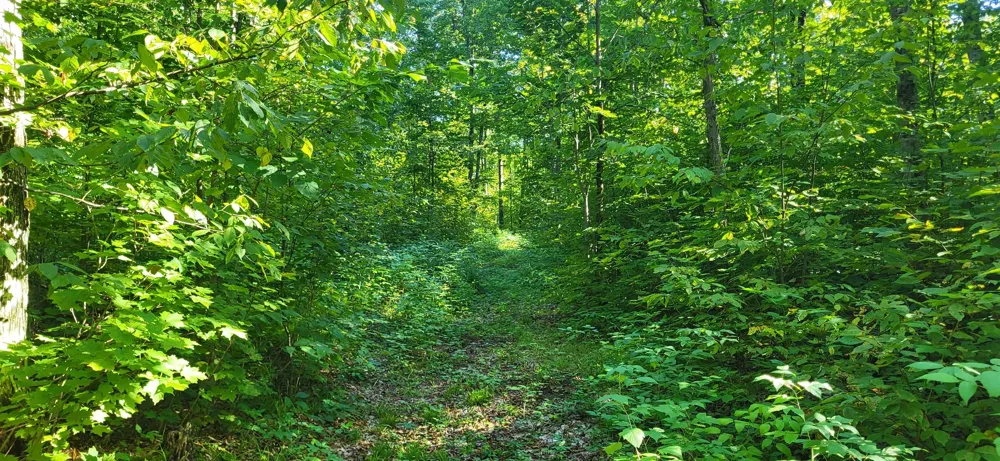 Bocook Road Mancelona Township, MI 49659