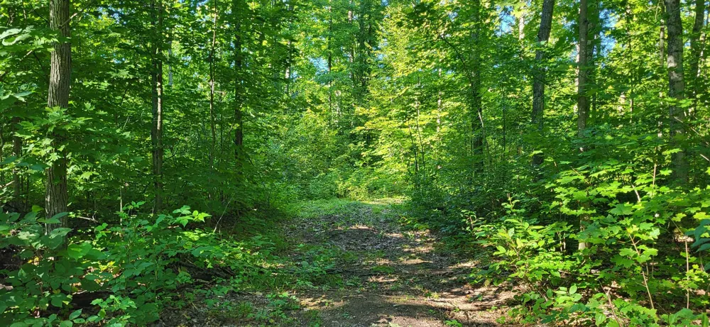 Bocook Road Mancelona Township, MI 49659