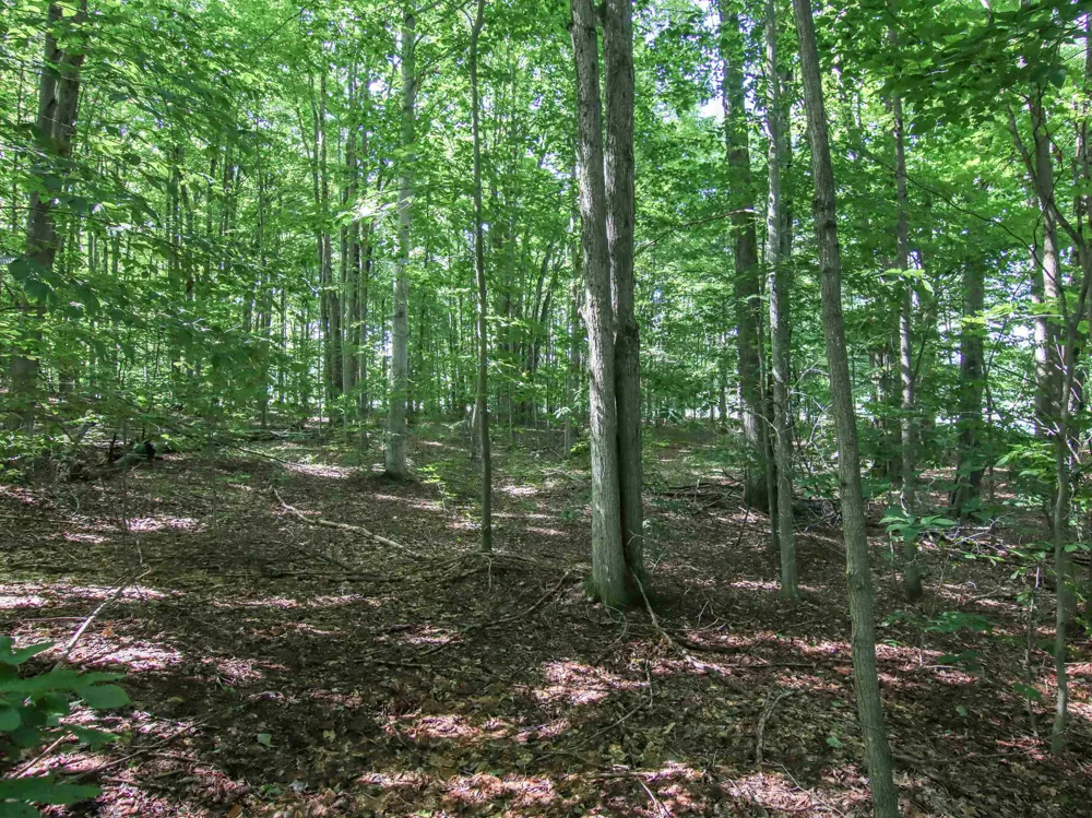 Mountainwoods Drive Weldon Township, MI 49683