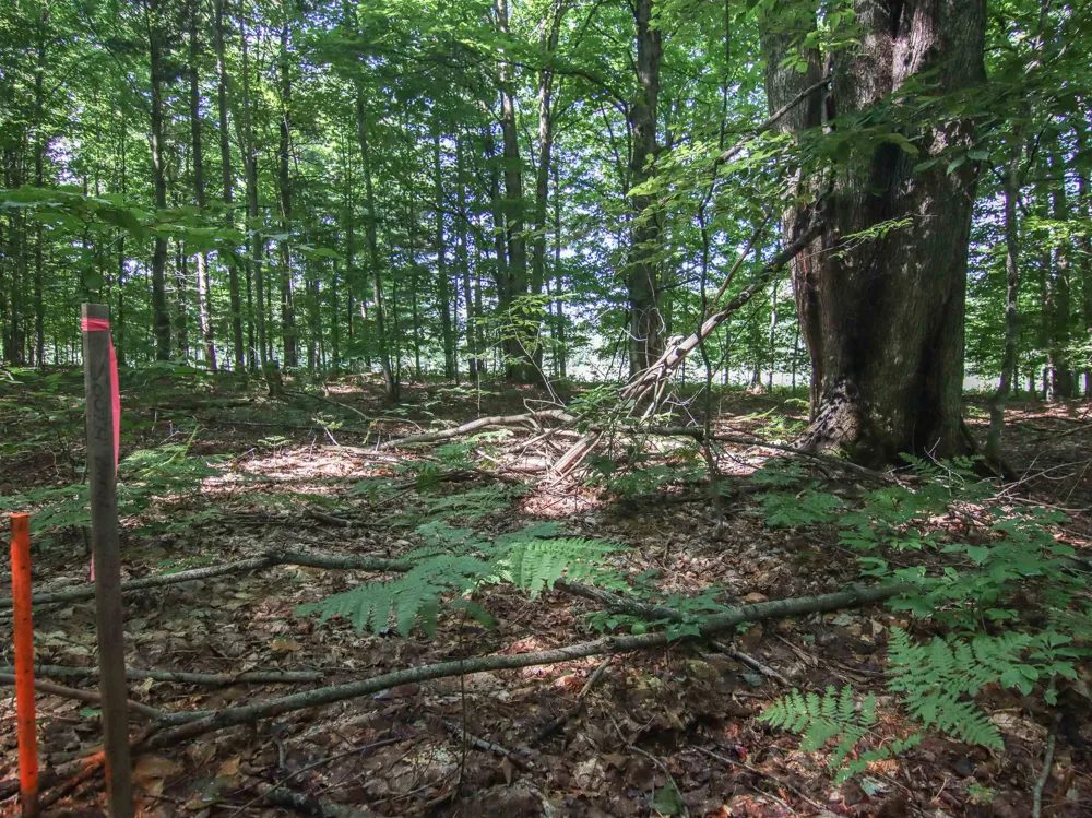 Mountainwoods Drive Weldon Township, MI 49683