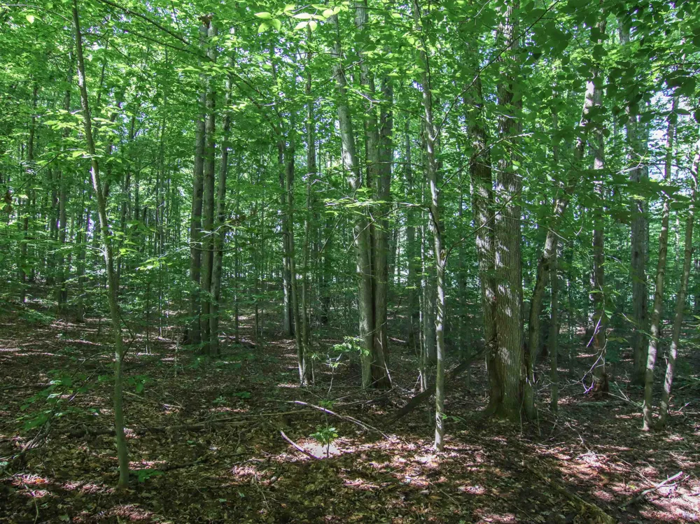 Mountainwoods Drive Weldon Township, MI 49683