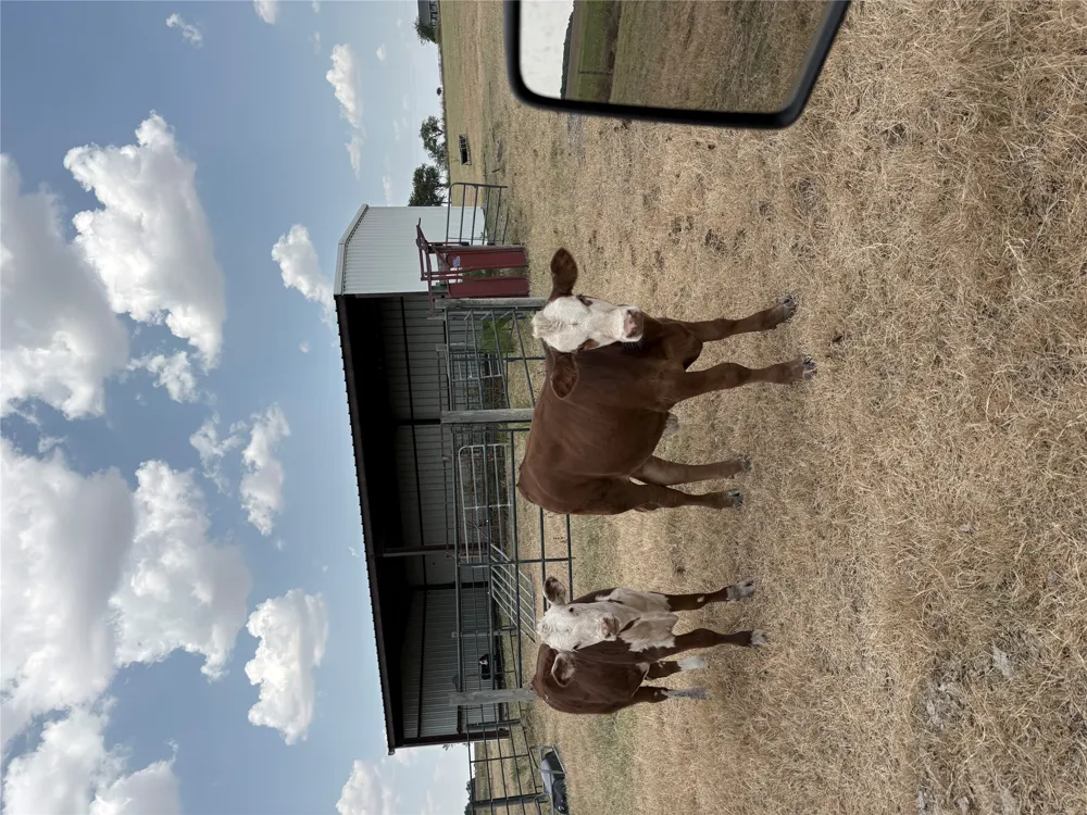 600 County Road 444 Land Thorndale, TX 76577
