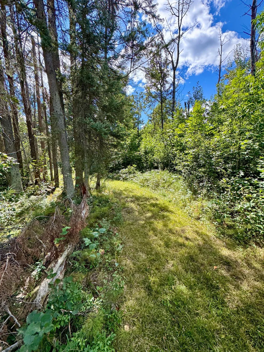 TBD River Forest Road Roseau, MN 56751