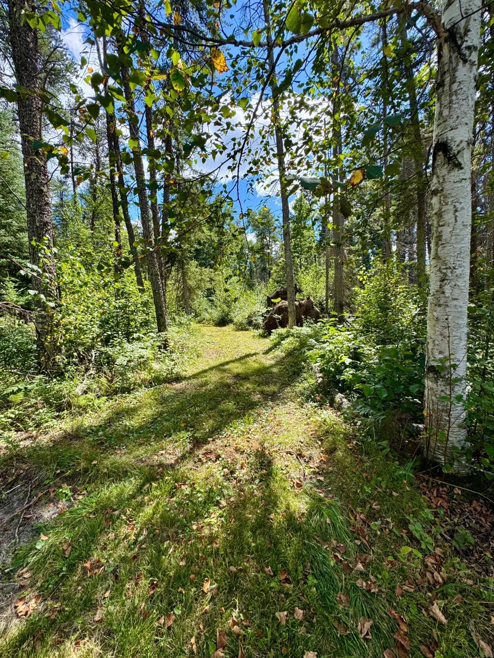 TBD River Forest Road Roseau, MN 56751