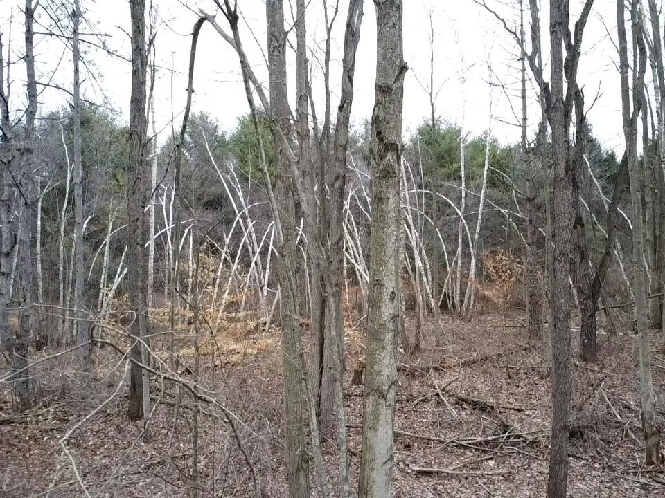 Bryce Rd Clyde, MI 48049