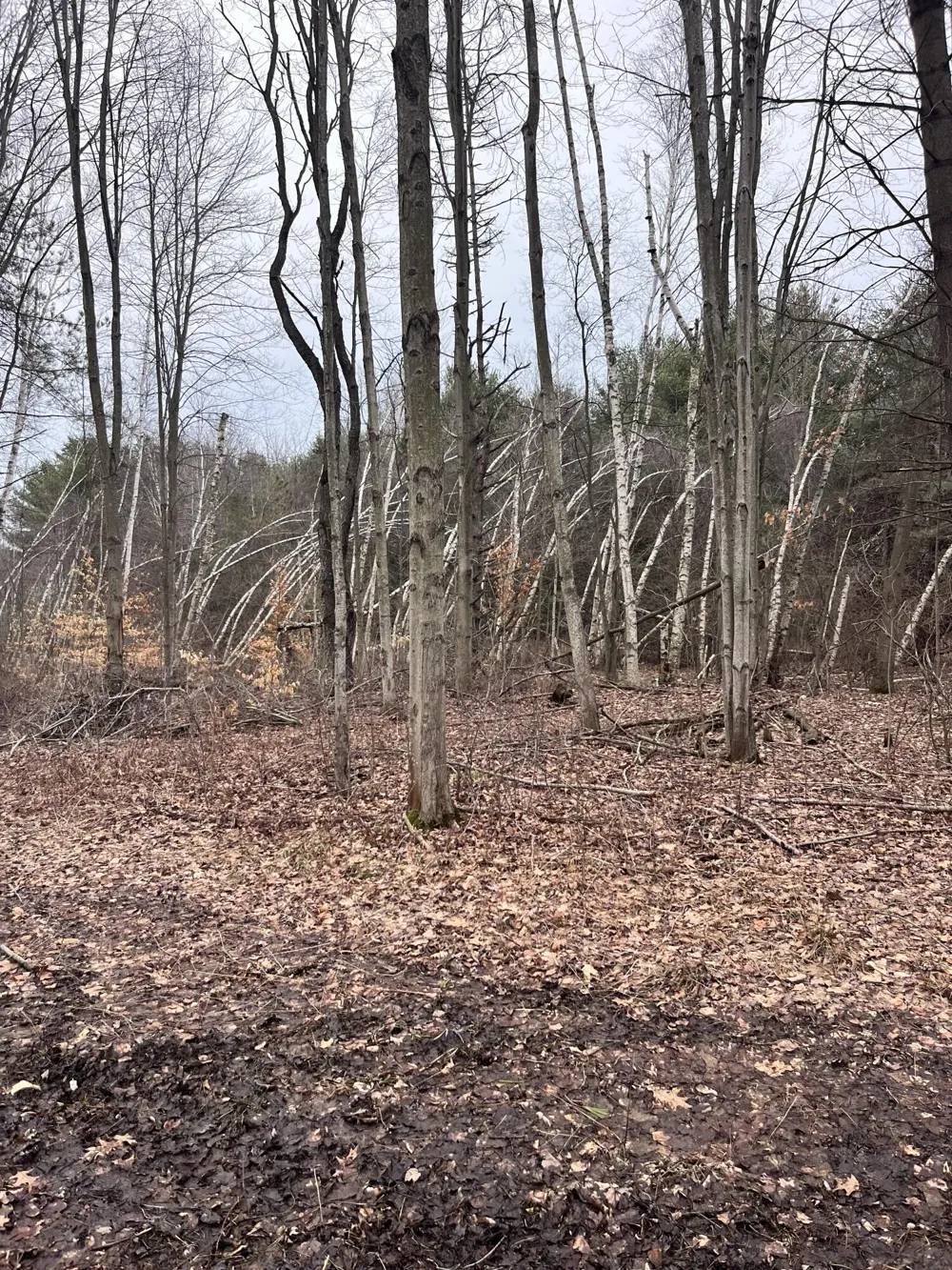 Bryce Rd Clyde, MI 48049