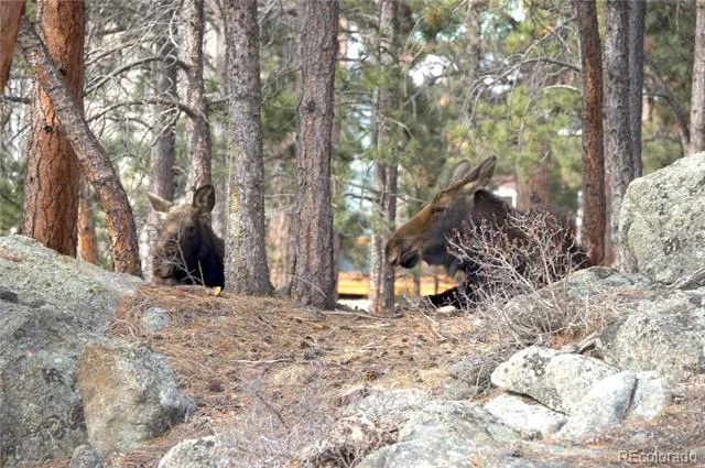 200 Rocky Knob Lane Nederland, CO 80466