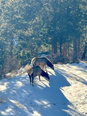 200 Rocky Knob Lane Nederland, CO 80466
