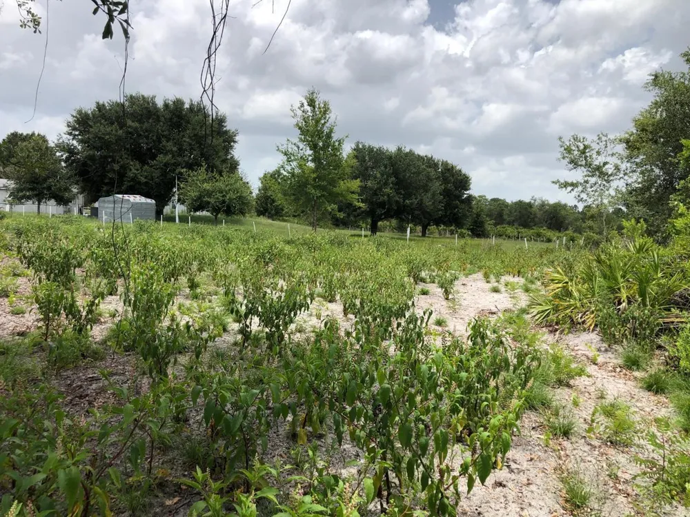 DUCK KEY STREET Lake Wales, FL 33859