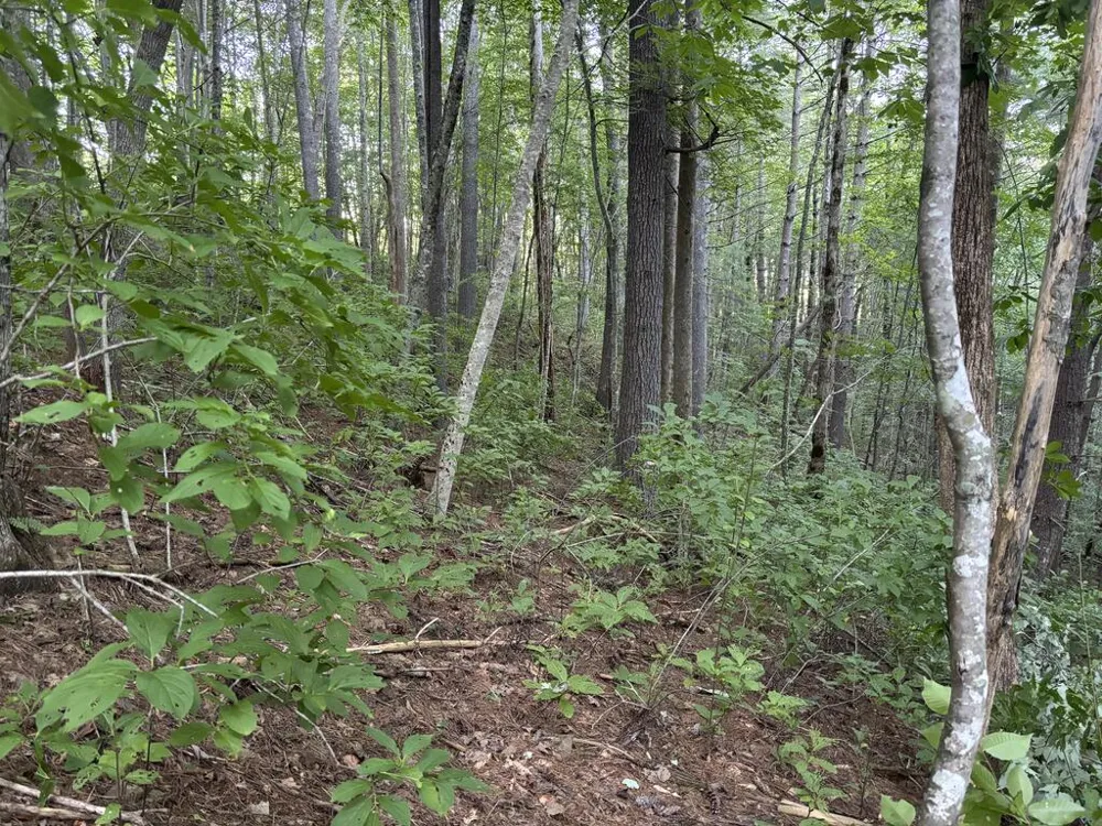 Atoah Road Robbinsville, NC 28771