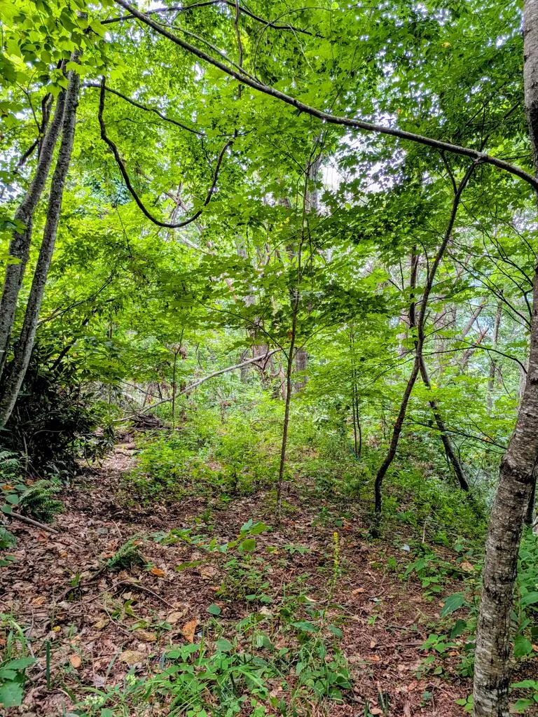 Forest Drive Maggie Valley, NC 28751