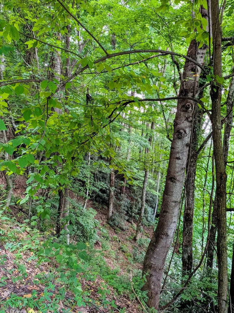 Forest Drive Maggie Valley, NC 28751