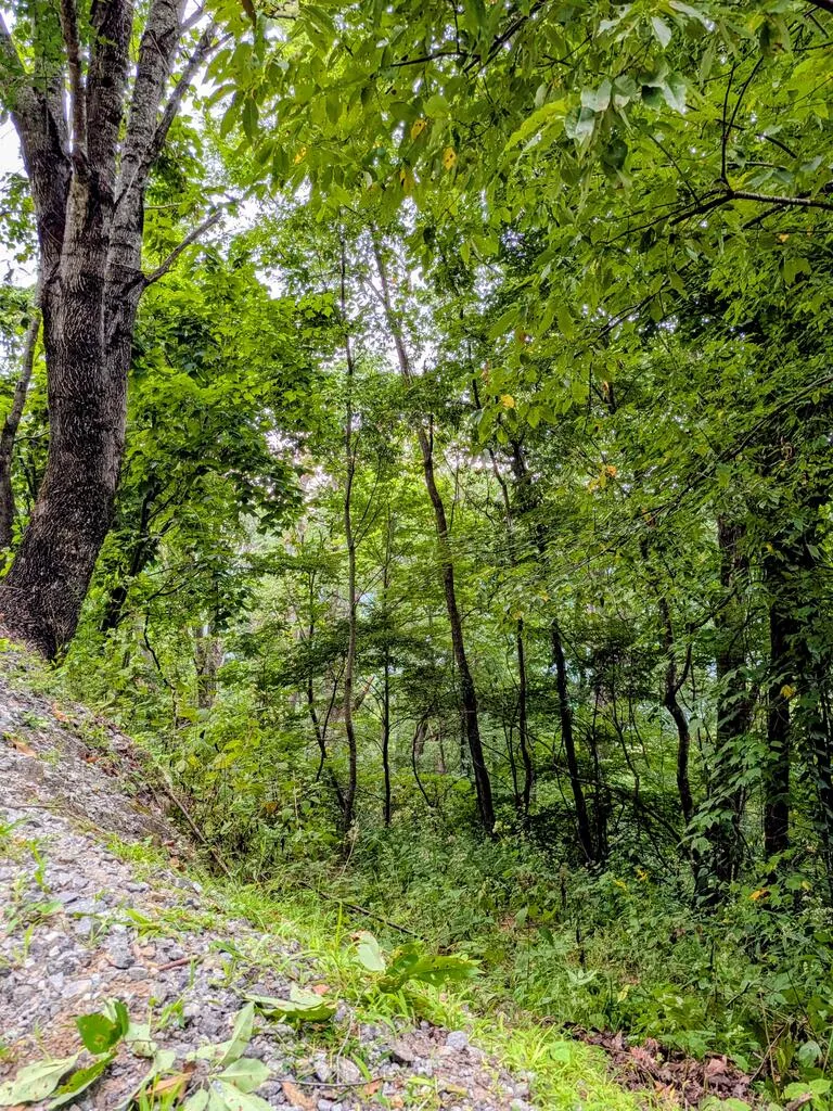 Forest Drive Maggie Valley, NC 28751