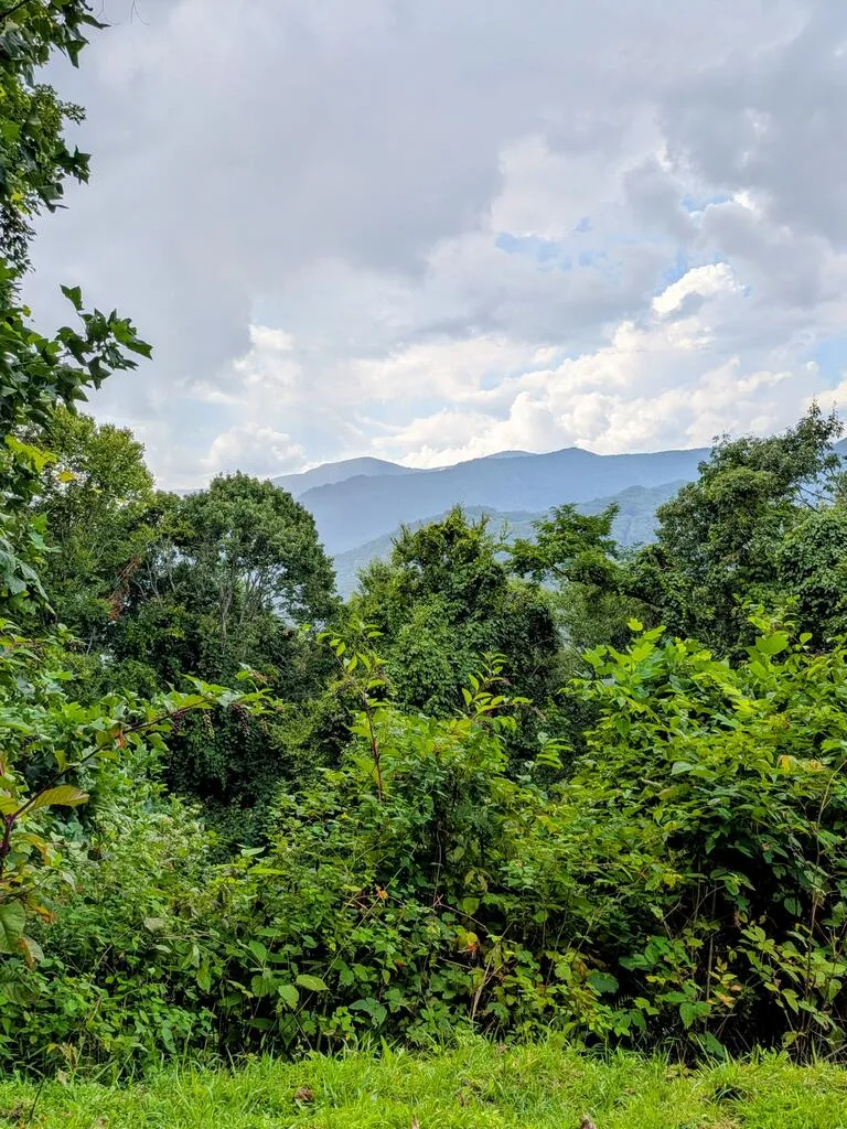Forest Drive Maggie Valley, NC 28751