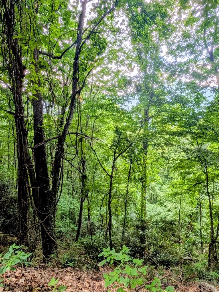 Forest Drive Maggie Valley, NC 28751