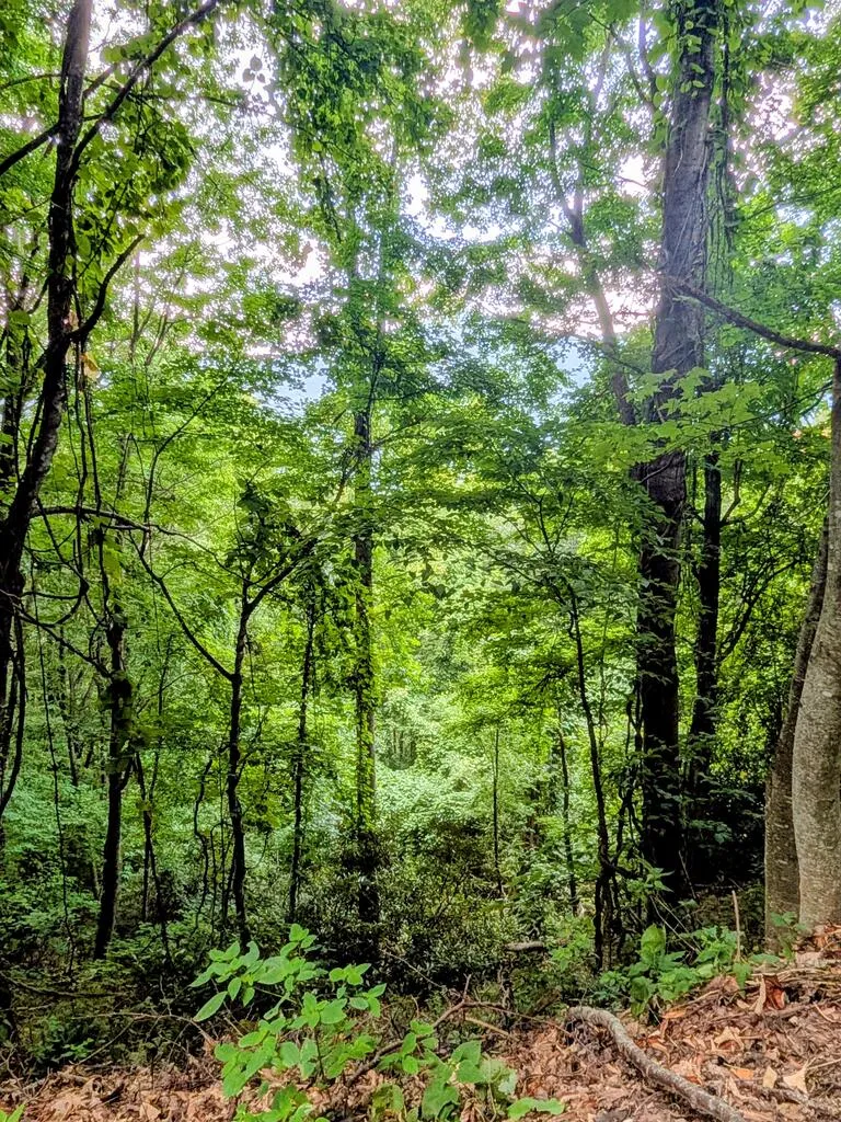 Forest Drive Maggie Valley, NC 28751
