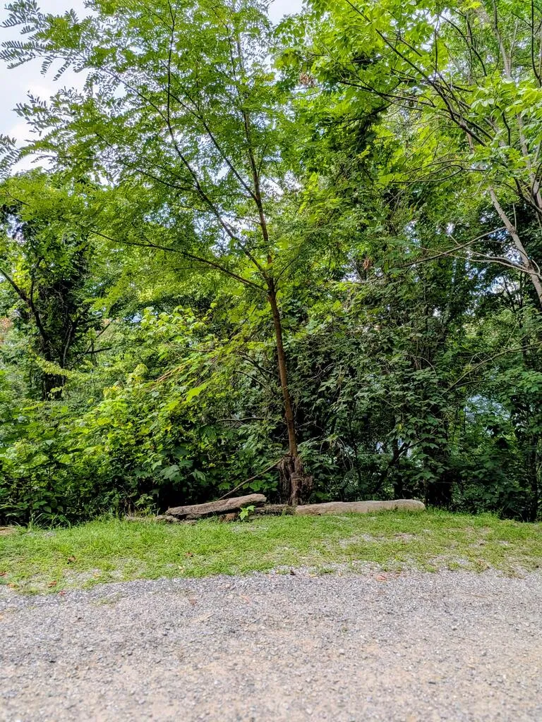 Forest Drive Maggie Valley, NC 28751