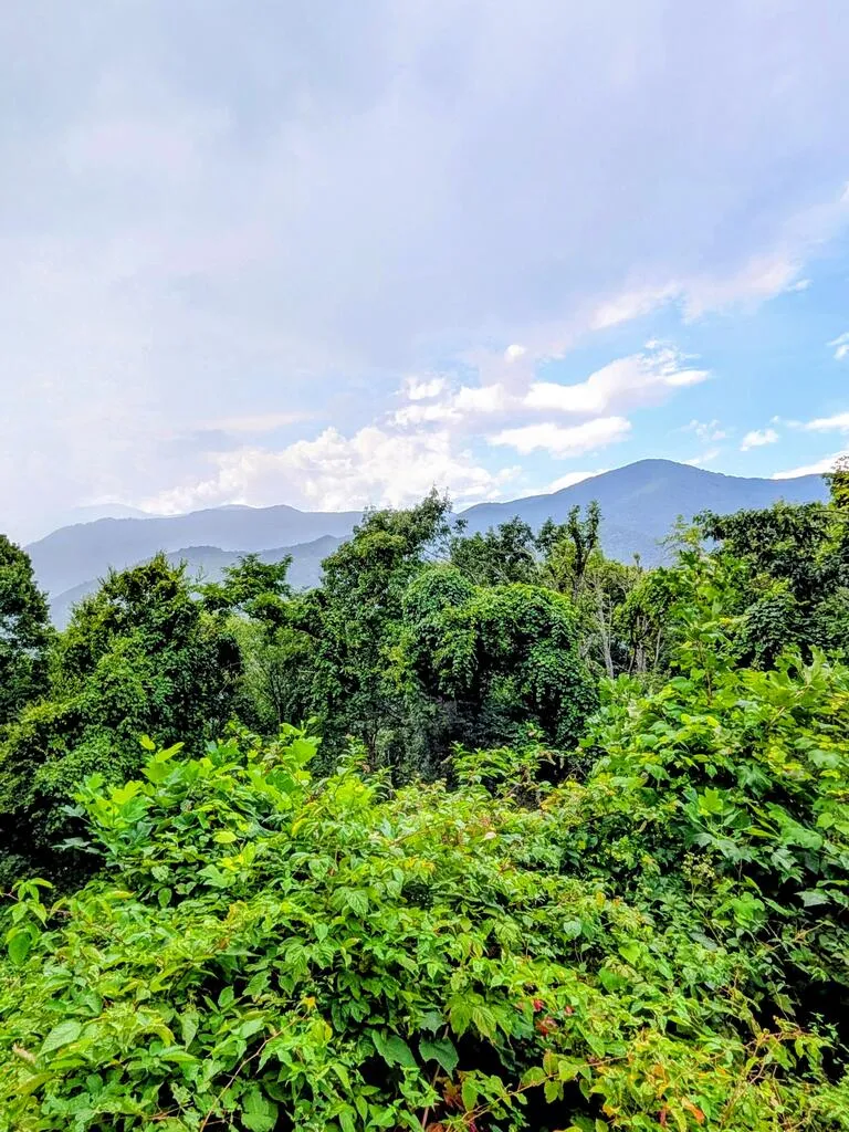 Forest Drive Maggie Valley, NC 28751