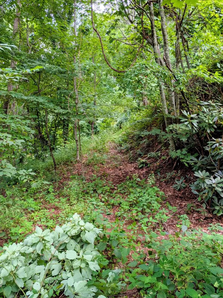 Forest Drive Maggie Valley, NC 28751