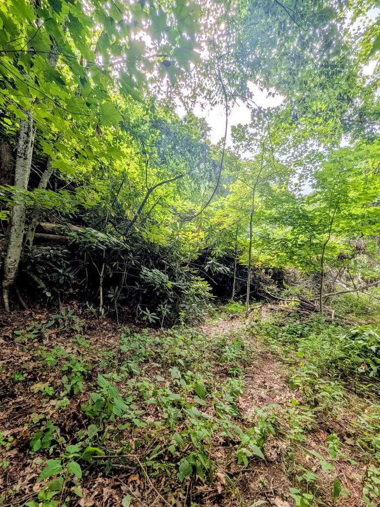 Forest Drive Maggie Valley, NC 28751