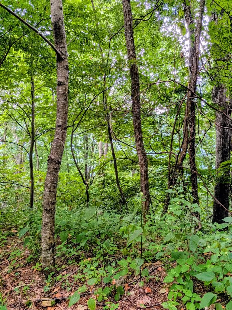 Forest Drive Maggie Valley, NC 28751