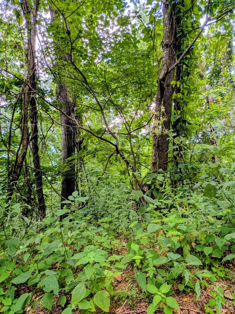 Forest Drive Maggie Valley, NC 28751