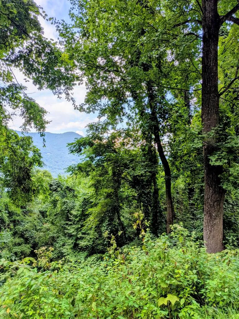Forest Drive Maggie Valley, NC 28751