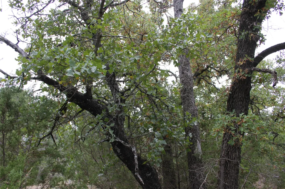 9495 Turkey Trail San Saba, TX 76877