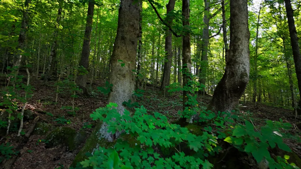 0 Moss Rd Philadelphia, TN 37846