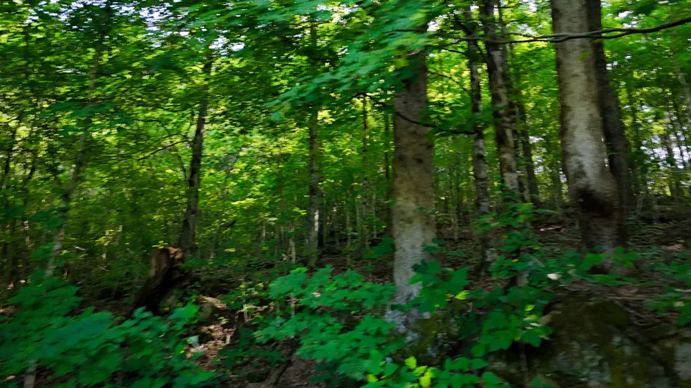 0 Moss Rd Philadelphia, TN 37846