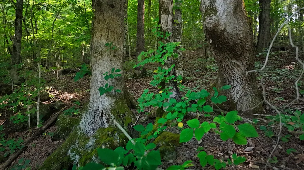 0 Moss Rd Philadelphia, TN 37846