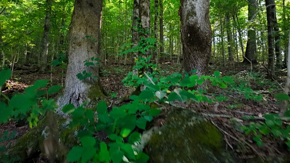 0 Moss Rd Philadelphia, TN 37846