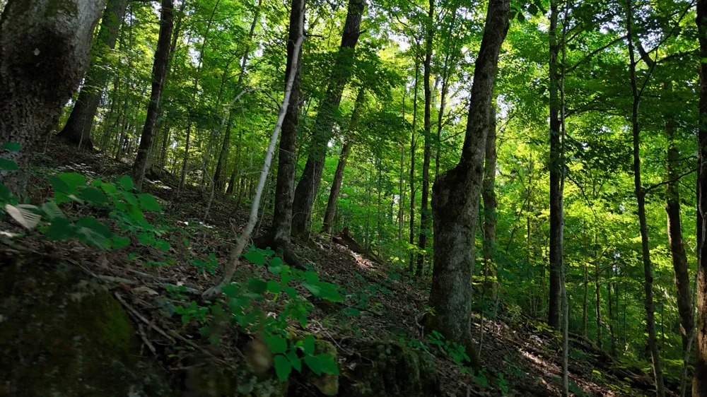 0 Moss Rd Philadelphia, TN 37846