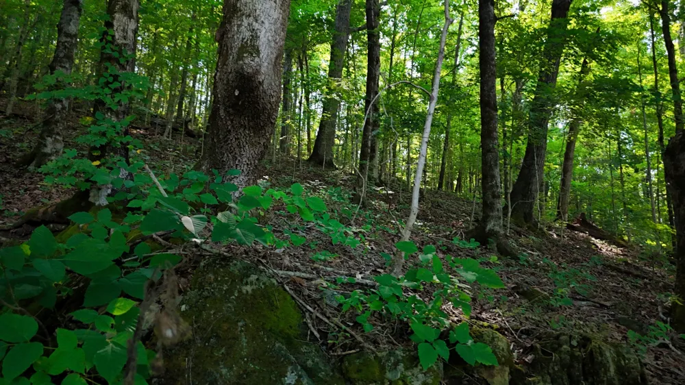 0 Moss Rd Philadelphia, TN 37846