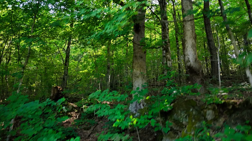 0 Moss Rd Philadelphia, TN 37846