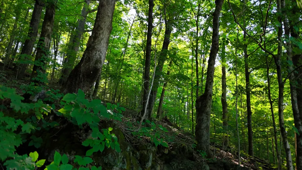 0 Moss Rd Philadelphia, TN 37846