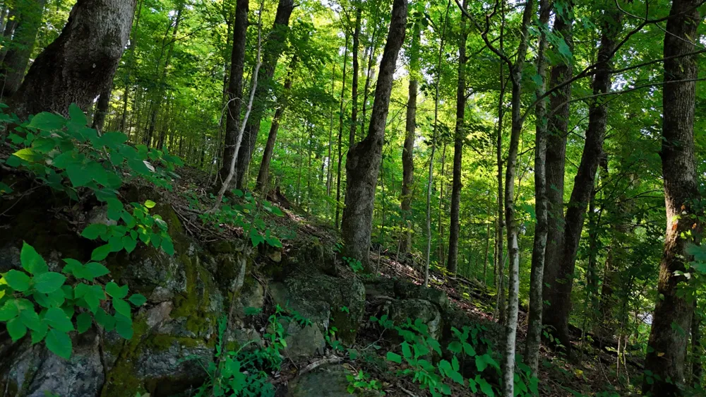 0 Moss Rd Philadelphia, TN 37846