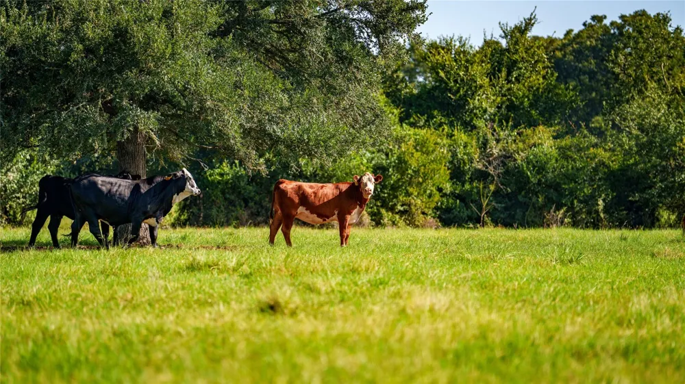 1777 Fm-1361 Somerville, TX 77879