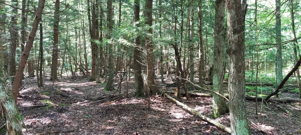 3623 DB TRAIL Custer Township, MI 49615
