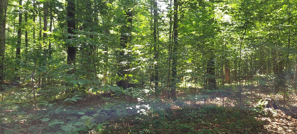 3623 DB TRAIL Custer Township, MI 49615