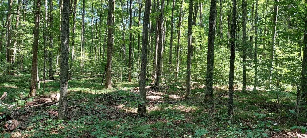 3623 DB TRAIL Custer Township, MI 49615