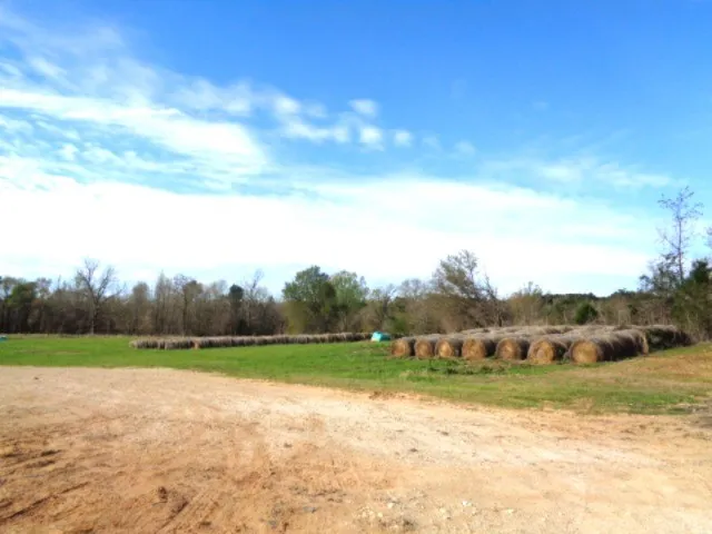 Zebra Winnsboro, TX 75494