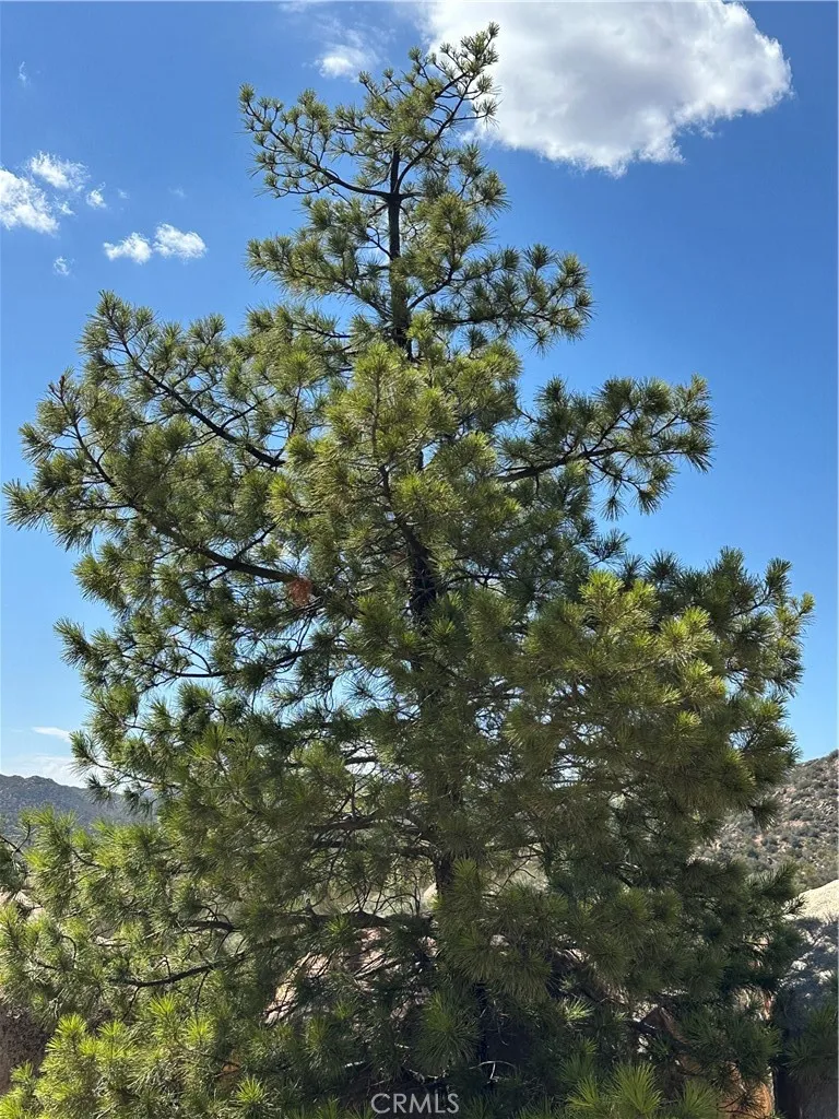 44305 Broken Wheel Mountain Center, CA 92561