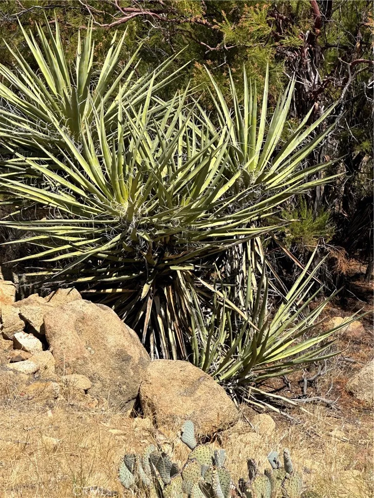 44305 Broken Wheel Mountain Center, CA 92561