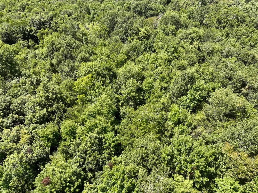 Elmore Loop Shepherd, TX 77371