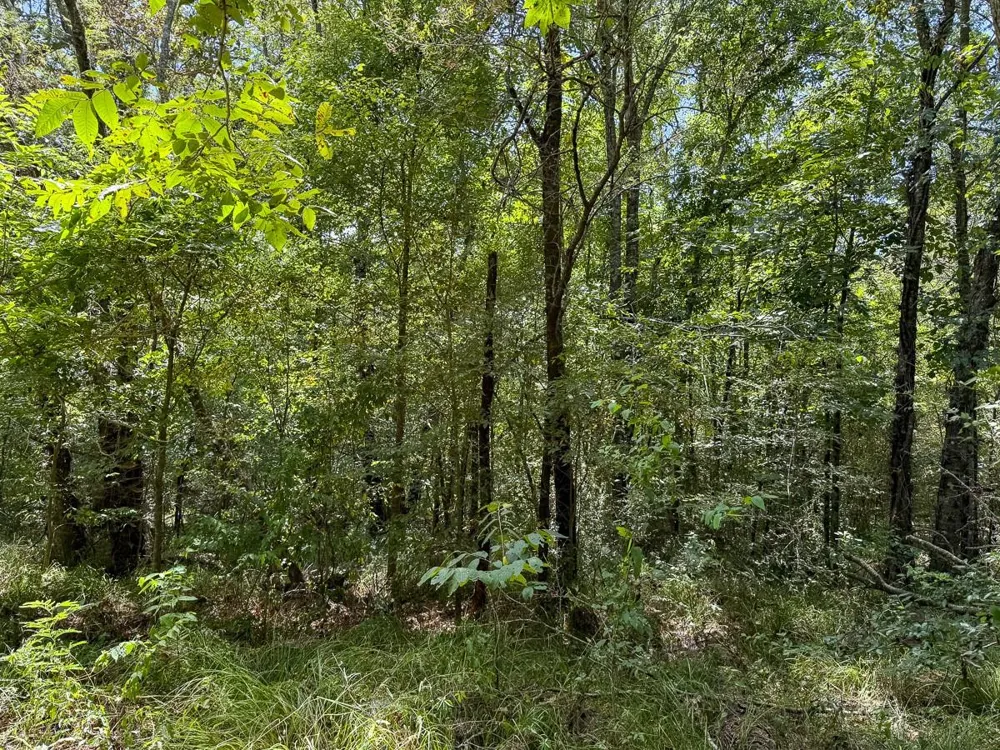 Elmore Loop Shepherd, TX 77371
