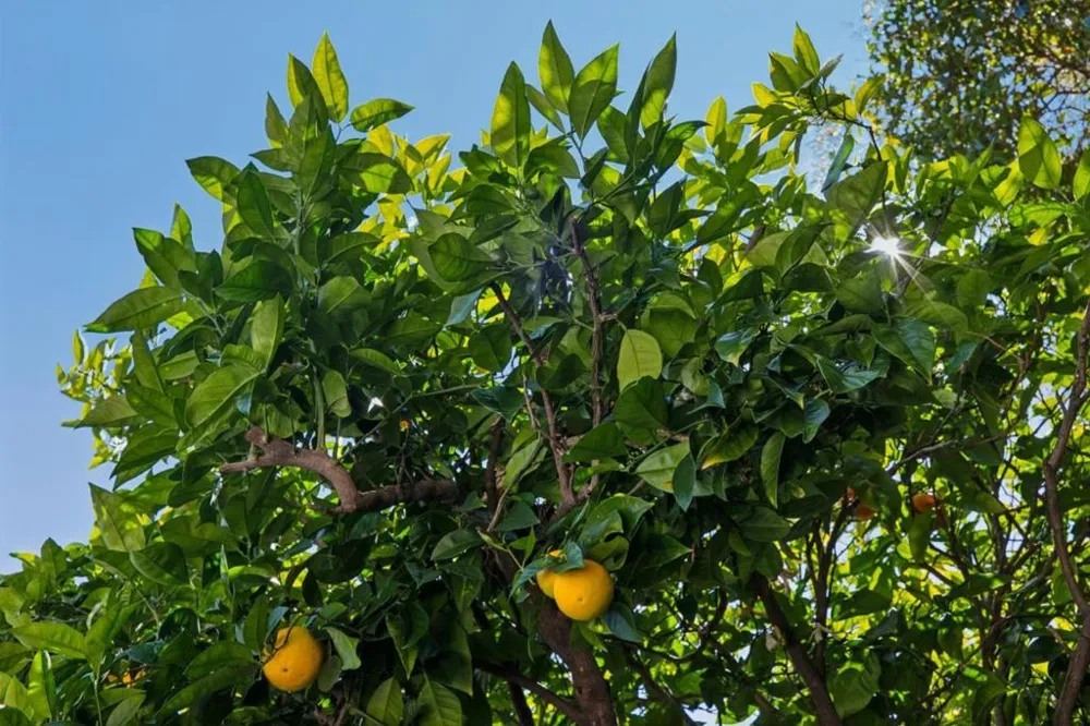 1080 Judson Street Belmont, CA 94002