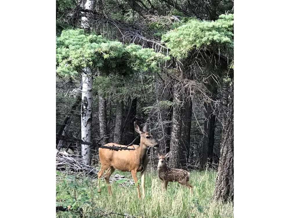 10401 Windy Ridge Rd Road Aguilar, CO 81020