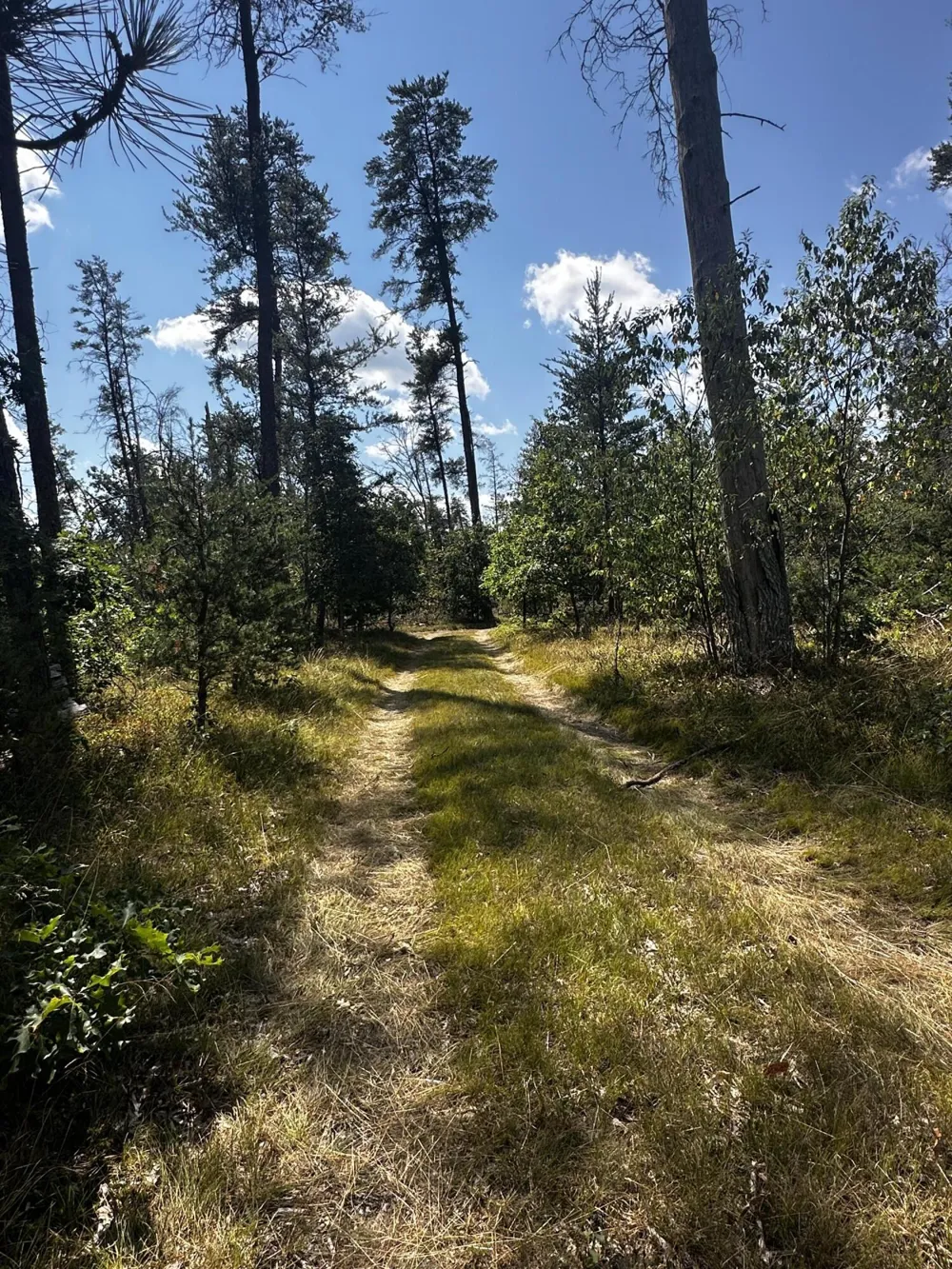 668 W Pine Brush Irons, MI 49644